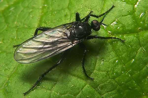 8365-8364-dip-empididae-rhamphomyia-luridipennis-female-grossglockner-040804.jpg