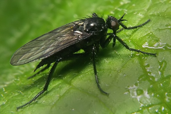 8365-dip-empididae-rhamphomyia-luridipennis-female-grossglockner-040804.jpg