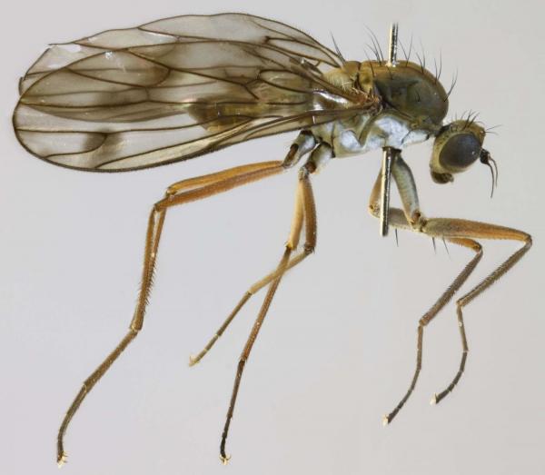 clinocera_fontinalis.jpg