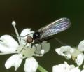 empis_empis_levis_male_1_t1.jpg