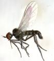 empis_empis_levis_male_2_t1.jpg