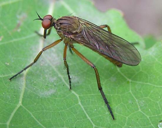 Empididae: Empis (Kritempis) livida (male) (4)