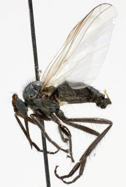 empis_nigripes_jf09-0740.jpg