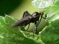 empis_pennipes_1_t1.jpg