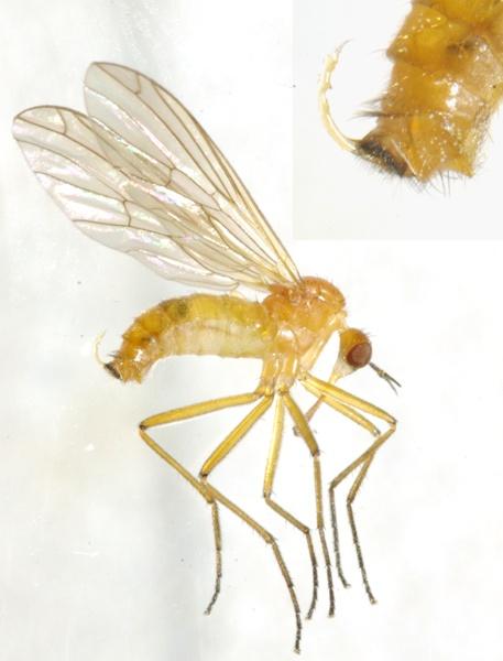 empis_xanthempis_lutea_male2.jpg