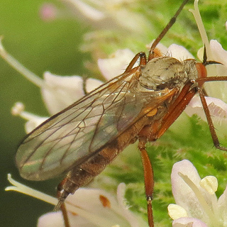 rhamphomyia.jpg