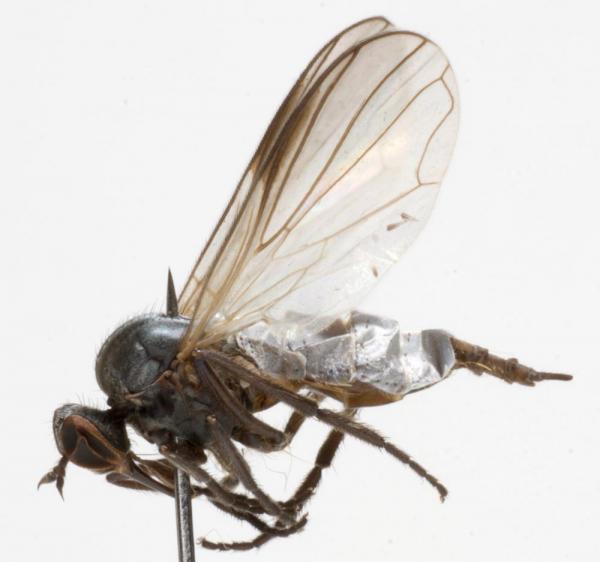 rhamphomyia_anomalina_jf12-4940.jpg