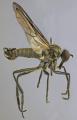 rhamphomyia_crassirostris_1_t1.jpg