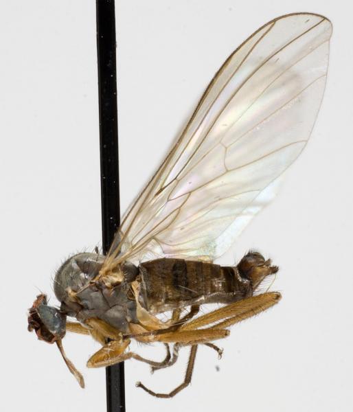 rhamphomyia_lividiventris_jf09-1699.jpg