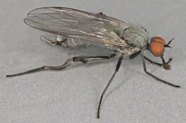 rhamphomyia_pilifer.jpg