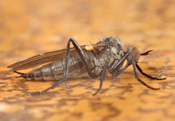 rhamphomyia_sulcatina.jpg