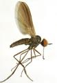 rhamphomyia_umbripennis_1_t1.jpg