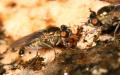 dipterainfoimg_7858_t1.jpg