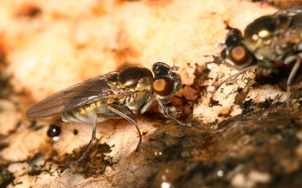 dipterainfoimg_7858.jpg