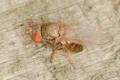 Click to view ephydiridae_scoliocephalus_pallidisetis_t1.jpg
