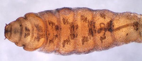 ephydra_pupa_anterior_dorsal_oostvoornse_meer.jpg