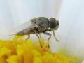 Click to view fly23-4-17_t1.jpg