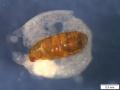 Click to view hydrellia_pupa_on_lemna_gibba_beatrixpark_amsterdam_308213_t1.jpg