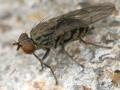Click to view maculata_9582_t1.jpg