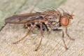 Click to view notiphila_4mm_charca82_t1.jpg