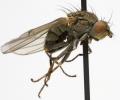 Click to view notiphila_annulipes_jf08-0543_t1.jpg