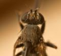 Click to view notiphila_venusta2_t1.jpg