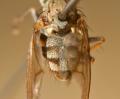 Click to view notiphila_venusta3_t1.jpg