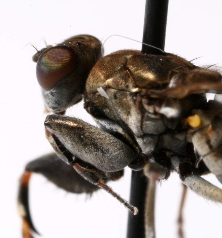 Ephydridae: Ochthera schembrii (1)