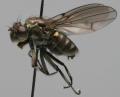 Click to view paracoenia_fumosa_t1.jpg
