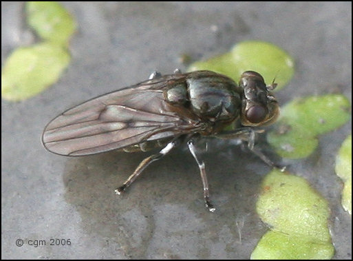 parydra_aquila_20060812_sweden.jpg