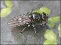 Click to view parydra_aquila_20060812_sweden_t1.jpg