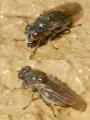 Click to view parydra_paranapaea_pubera_tabernas_t1.jpg