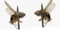 Click to view philyrgia_flavipes_jf08-1937_t1.jpg
