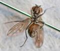 Click to view scatophila_noctula1_t1.jpg