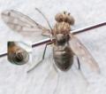 Click to view scatophila_noctula_t1.jpg
