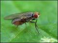 fly29-5-12_t1.jpg