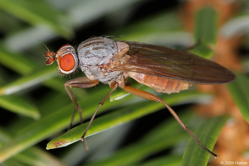 heteromyzarotundicornis.jpg