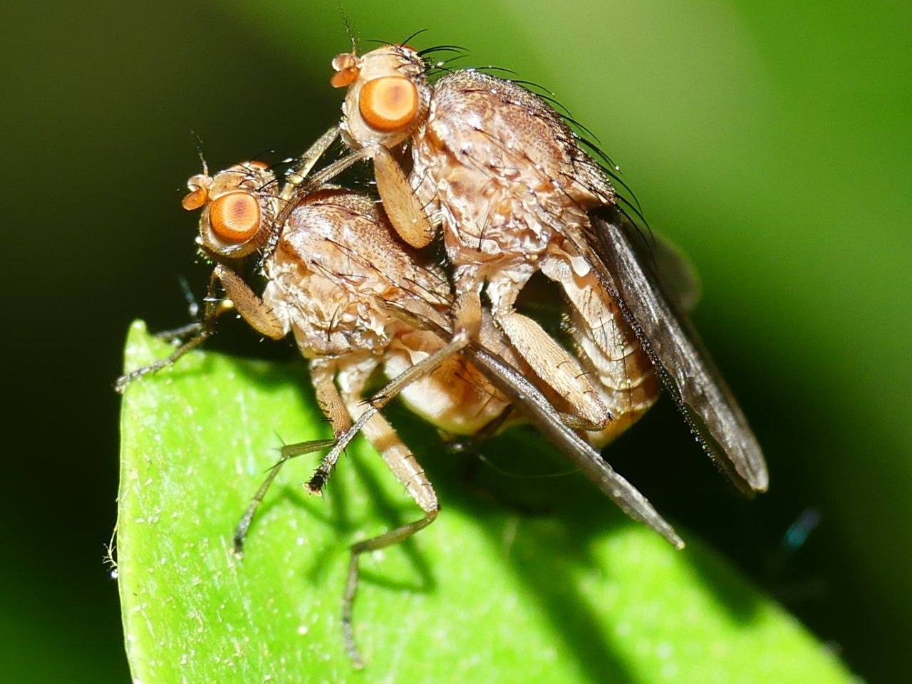 Heleomyzidae: Suillia affinis (copula) (2)
