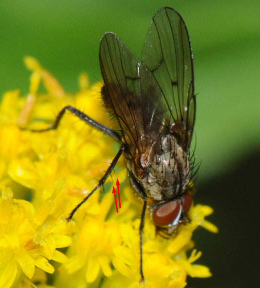 anthomyia_liturata_male_20080814_123.jpg