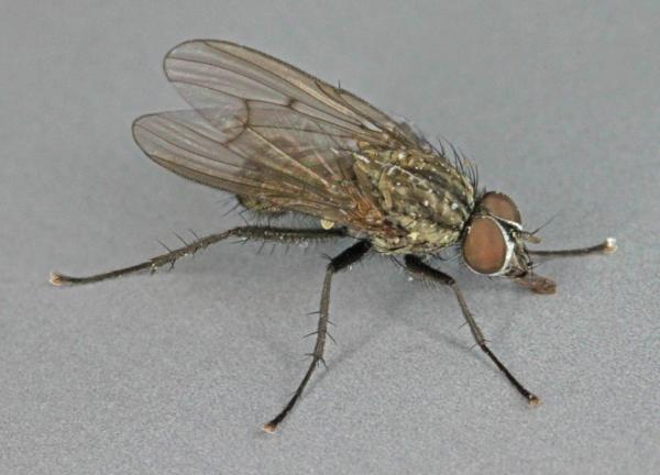 anthomyia_liturata.jpg