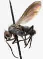 anthomyia_monilis_jf09-0787_t1.jpg