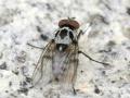 Click to view anthomyia_t1.jpg