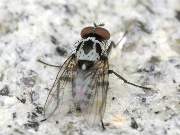 anthomyia.jpg