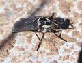 Click to view anthomyia_tf_t1.jpg