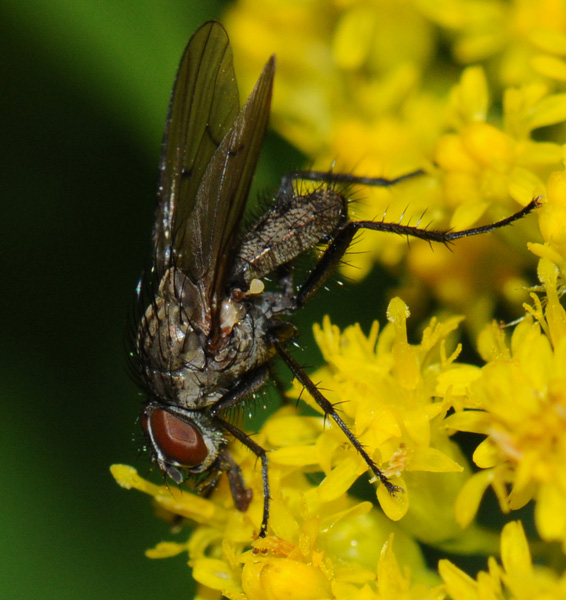 anthomyiidae_anthomyia_liturata_male_6mm_20080814.jpg