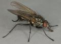 Click to view botanophila_brunneilinea_t1.jpg