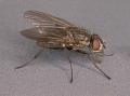 Click to view botanophila_discreta_t1.jpg