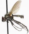Click to view botanophila_fugax_jf03_t1.jpg