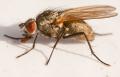 Click to view botanophila_fugax_t1.jpg