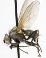 Click to view botanophila_silvatica_jf06-2091_t1.jpg